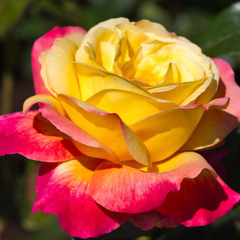 Live Black Rose Starter Plant for Indoor or Outdoor Growing, Fragrant Rose Bush with Shrub-Style Blooms