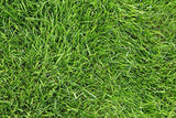 Eretz Kentucky 31 K31 Tall Fescue Grass Seed, State-Certified 3-Lb Bag with No Fillers, Weed Seeds or Other Crop Seeds