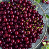 Juliet Dwarf Bush Cherry Live Fruiting Tree by Gurneys, 4 in. Pot, 1-Pack