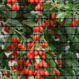 OldMacDonald Deer and Animal Barrier Netting, 7.5 x 100 (2.3m x 30m), 19 x 19mm Mesh, 55gr/sq m