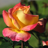 Live Black Rose Starter Plant for Indoor or Outdoor Growing, Fragrant Rose Bush with Shrub-Style Blooms