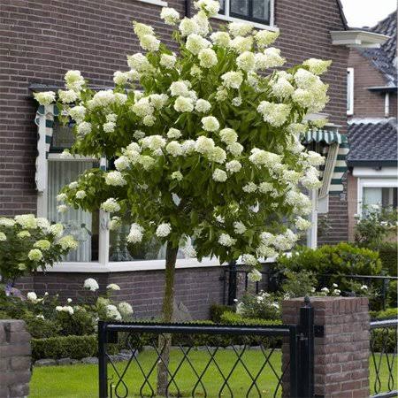 Limelight Hydrangea Tree, 4-5 ft. Size