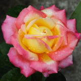 Live Black Rose Starter Plant for Indoor or Outdoor Growing, Fragrant Rose Bush with Shrub-Style Blooms